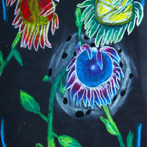 Sonnenblume_30