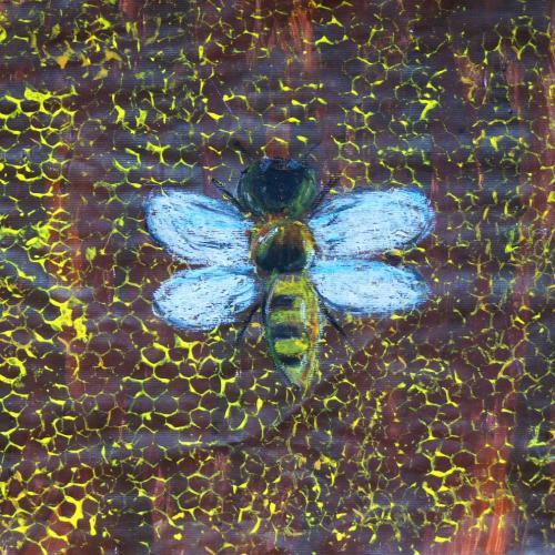 Bienen_09