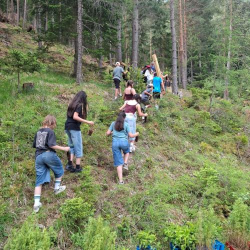 Klimafitter Wald