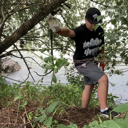 Martin ging mit Eifer gegen das Springkraut vor