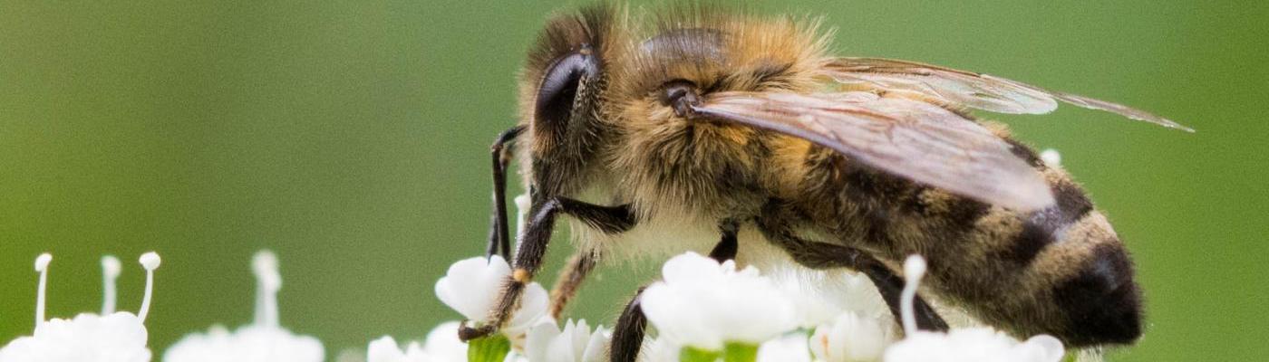 Bienenprojekt