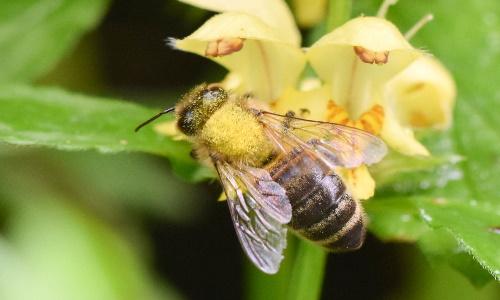 Bienenprojekt 500x300