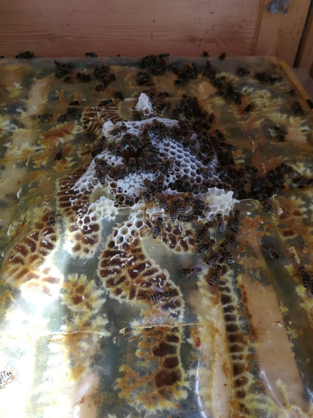Bienen