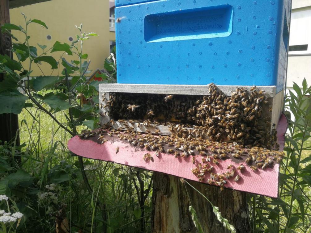 Bienen