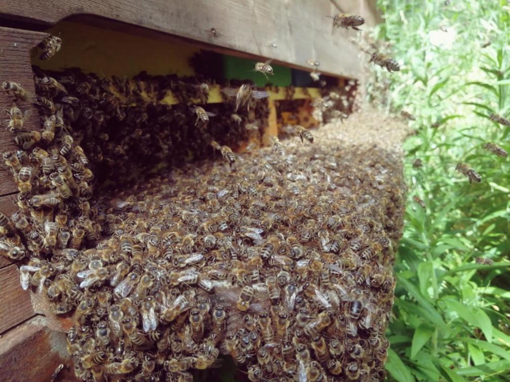 Bienen