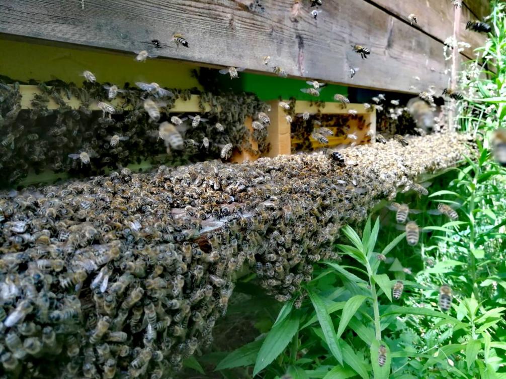 Bienen