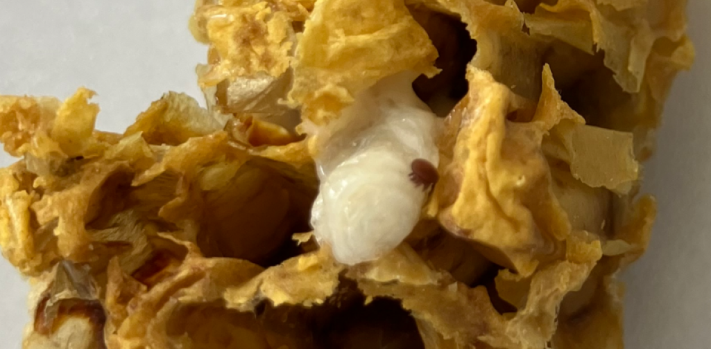 BP_26_Brut mit Varroa I